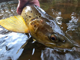 WildBait RT6