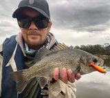 Wildbait Goldfish 2026 "GF6"