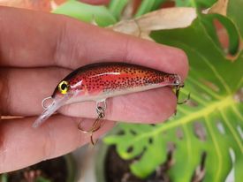 Leech H4X DAY - The Wild Minnow